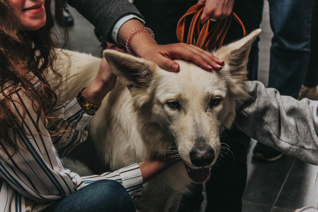 Canis Therapy on Mental Health Day